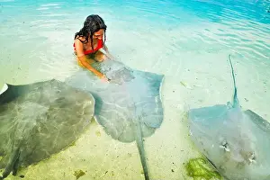 Stingray Prints: Aerial top down view caucasian woman in bikini excited swim and touch stingrays on Maldives Fulidhoo island beach