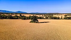 Landscape Hill Prints: Aerial view of cereal field before harvest on sunny day and blue sky. Segovia