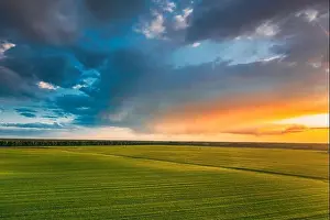 Aerial View Countryside Rural Green Field Landscape With Young Wheat Sprouts In Spring Summer Sunset. Agricultural Field. Young Wheat Shoots
