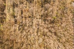 Aerial Landscape Collection: Aerial View Of Deciduous Trees Without Foliage Leaves In Landscape At Early Spring