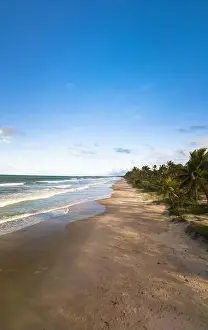 Northeastern Prints: Aerial view deserted beach with coconut trees on the coast of bahia brazil