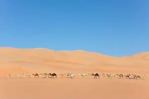 Dromedary Prints: Aerial view from a drone of a lined up group of dromedary camels walking in the Empty Quarters desert