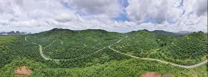 Aerial view drone shot of panorama Palm trees plantation rainforest landscape nature scenery view in thailand Amazing