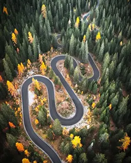 Top aerial view of famous Snake road near Passo Giau in Dolomite Alps. Winding mountains road in lush forest with orange larch trees