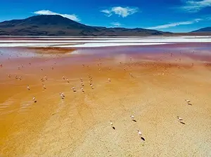 Lagoons Prints: Aerial view of flamingos in the colorful Laguna Colorada in the remote Fauna Andina Eduardo Avaroa National Reserve