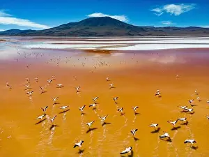 Lagoons Prints: Aerial view of flamingos in the colorful Laguna Colorada in the remote Fauna Andina Eduardo Avaroa National Reserve