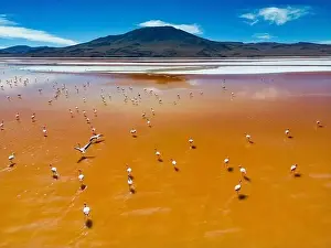 Lagoons Prints: Aerial view of flamingos in the colorful Laguna Colorada in the remote Fauna Andina Eduardo Avaroa National Reserve