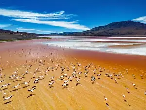 Lagoons Prints: Aerial view of flamingos in the colorful Laguna Colorada in the remote Fauna Andina Eduardo Avaroa National Reserve