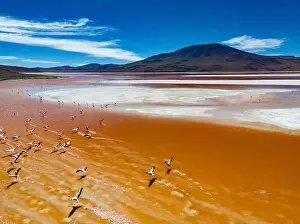 Lagoons Prints: Aerial view of flamingos in the colorful Laguna Colorada in the remote Fauna Andina Eduardo Avaroa National Reserve