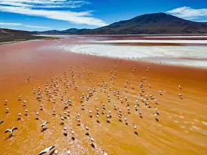 Lagoons Prints: Aerial view of flamingos in the colorful Laguna Colorada in the remote Fauna Andina Eduardo Avaroa National Reserve