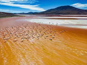 Lagoons Prints: Aerial view of flamingos in the colorful Laguna Colorada in the remote Fauna Andina Eduardo Avaroa National Reserve