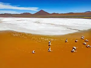 Lagoons Prints: Aerial view of flamingos in the colorful Laguna Colorada in the remote Fauna Andina Eduardo Avaroa National Reserve