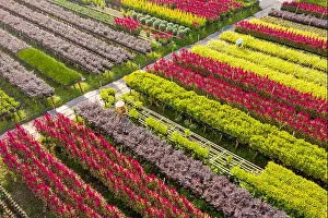 Mekong Delta Prints: Aerial view flower field. Agro-industrial complex on which grow flowers in Dong Thap