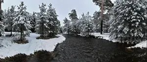 Forest River Prints: An aerial view of a frozen river flowing through snow-covered forests on a cloudy sunset sky background