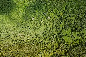 Aerial Landscape Collection: Aerial View Of Green Deciduous Forest In Landscape In Summer Day. Top View From Attitude