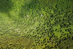 Russian Nature Prints: Aerial View Of Green Deciduous Forest In Landscape In Summer Day