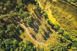 Aerial View Green Forest Deforestation Area Landscape. Top View Of New Growing Forest. European Nature From High Attitude In Summer Season. Drone View