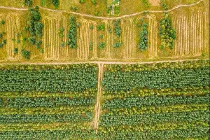 Aerial View Green Forest Deforestation Area Landscape. Top View Of New Young Growing Forest. European Nature From High Attitude In Summer Season