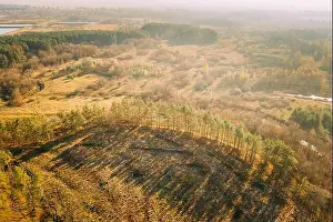 Aerial View Green Forest In Deforestation Area Landscape. Top View Of Shadows From Woods Trunks. Growing Forest. European Nature From High Attitude In