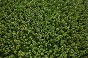 Images Dated 22nd July 2019: Aerial View Of Green Forest Landscape. Top View From High Attitude In Summer Evening