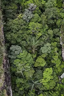 Deep Drone Prints: Aerial view of a green forest on Langkawi Island, Malaysia