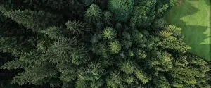Firs Prints: Aerial view of a green forest of pine trees and firs trees during a summer morning