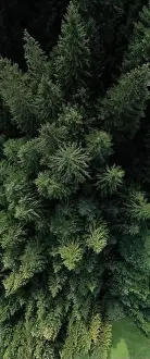 Firs Prints: Aerial view of a green forest of pine trees and firs trees during a summer morning
