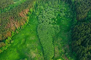 Aerial View Green Forest Woods Landscape In Sunny Spring Evening. Top View Of Beautiful European Nature From High Attitude In Summer Season. Drone Vie