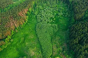 Aerial View Green Forest Woods Landscape In Sunny Spring Evening. Top View Of Beautiful European Nature From High Attitude In Summer Season. Drone