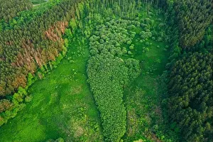 Aerial View Green Forest Woods Landscape In Sunny Spring Evening. Top View Of Beautiful European Nature From High Attitude In Summer Season. Drone