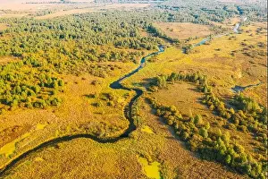 Aerial View Green Forest Woods And River Landscape In Sunny Summer Day. Top View Of Beautiful European Nature From High Attitude In Summer Season