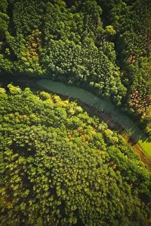 Flat View Prints: Aerial View Green Forest Woods And River Marsh Bog In Summer Landscape