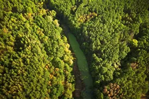 Aerial View Green Forest Woods And River Marsh Bog In Summer Landscape. Top View Of Beautiful European Nature From High Attitude In Summer Season. Dro