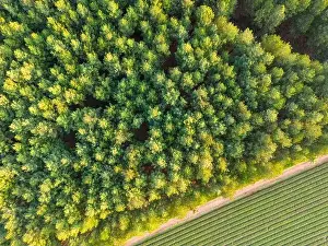 Tree Tops Prints: Aerial view of green and lush tree tops building a thick forest