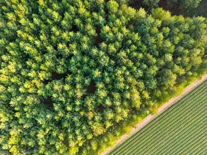 Tree Tops Prints: Aerial view of green and lush tree tops building a thick forest