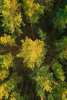 Russian Nature Prints: Aerial View Of Green Pine Coniferous Forest In Landscape In Spring
