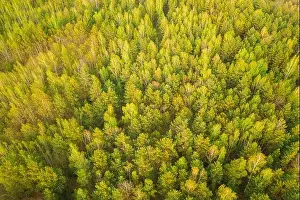 Aerial View Of Green Pine Coniferous Forest In Landscape In Spring. Top View From Attitude. Drone View Of European Woods At Springtime