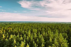 Aerial View Of Green Pine Coniferous Forest In Landscape In Summer Evening. Top View From Attitude. Drone View Of European Woods At Summer