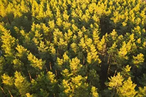 Aerial View Of Green Pine Coniferous Forest In Landscape During Sunset In Spring. Top View From Attitude. Drone View Of European Woods At Springtime