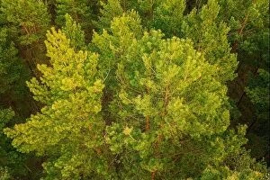 Aerial Landscape Collection: Aerial View Of Green Pine Coniferous Forest In Spring. Top View From Attitude