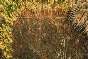 Deforest Prints: Aerial View Green Pine Forest In Deforestation Area Landscape