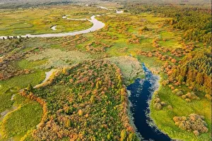 Aerial View Green Pine Forest And River Landscape In Sunny Summer Evening. Top View Of Beautiful European Nature From High Attitude In Summer Season