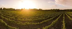 Viana Do Castelo Prints: Aerial view of a green vineyard in Portugal at sunset