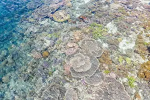 An aerial view of healthy corals being exposed at low tide in Indonesia. This tropical region is known to harbor extraordinary marine biodiversity