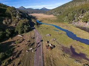 Tierra Del Fuego Prints: Aerial view of horses in a beaver habitat in Reserva Lago Yeguin on the island Tierra del Fuego