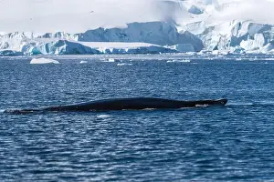 Whale Watching Prints: Aerial view of humpback whale on the water. Humpback whale's bac