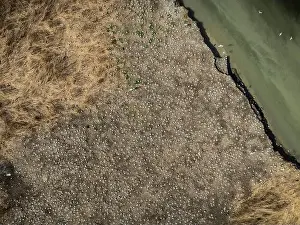 Directly Above Prints: Aerial view of island and seagull colony on the St. Lawrence River