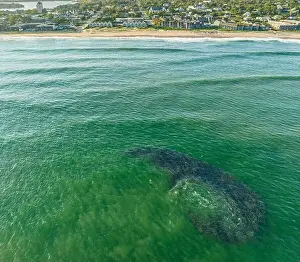 Open Water Prints: an aerial view of a large school of bunker fish off the coast of montauk, ny