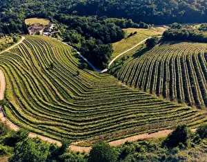Pine Cone Prints: Aerial view of Montevecchia beautiful terraces at sunset of the lombardy countryside