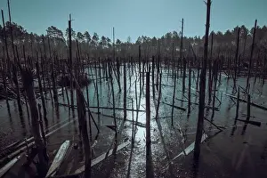 Piles Prints: aerial view of an old dilapidated wooden bridge in a swamp surrounded by a great many dead trees standing in the water